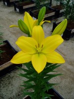 [1633 Nashville No01.JPG]